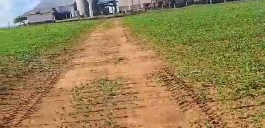 Venda de Fazenda 2.231 hectares de Soja Ótima Estrutura de Armazenamento | Primavera do Leste/ MT Venda de Fazenda 2.231 hectares de Soja Ótima Estrutura de Armazenamento | Primavera do Leste/ MT