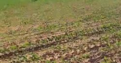 Venda de Fazenda 2.231 hectares de Soja Ótima Estrutura de Armazenamento | Primavera do Leste/ MT Venda de Fazenda 2.231 hectares de Soja Ótima Estrutura de Armazenamento | Primavera do Leste/ MT