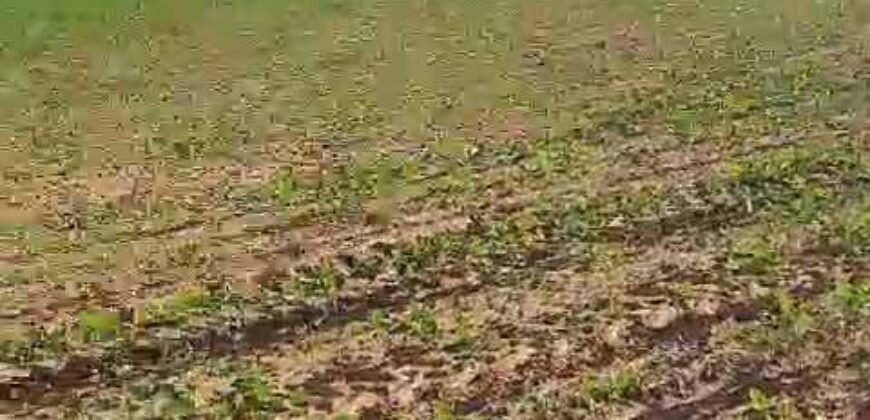 Venda de Fazenda 2.231 hectares de Soja Ótima Estrutura de Armazenamento | Primavera do Leste/ MT Venda de Fazenda 2.231 hectares de Soja Ótima Estrutura de Armazenamento | Primavera do Leste/ MT