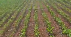 Venda de Fazenda 2.231 hectares de Soja Ótima Estrutura de Armazenamento | Primavera do Leste/ MT Venda de Fazenda 2.231 hectares de Soja Ótima Estrutura de Armazenamento | Primavera do Leste/ MT