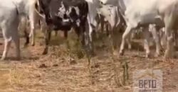 Excelente Fazenda à Venda 681 Alqueires Casa Sede e Pista de Pouso | Pintópolis/ MG Excelente Fazenda à Venda 681 Alqueires Casa Sede e Pista de Pouso | Pintópolis/ MG