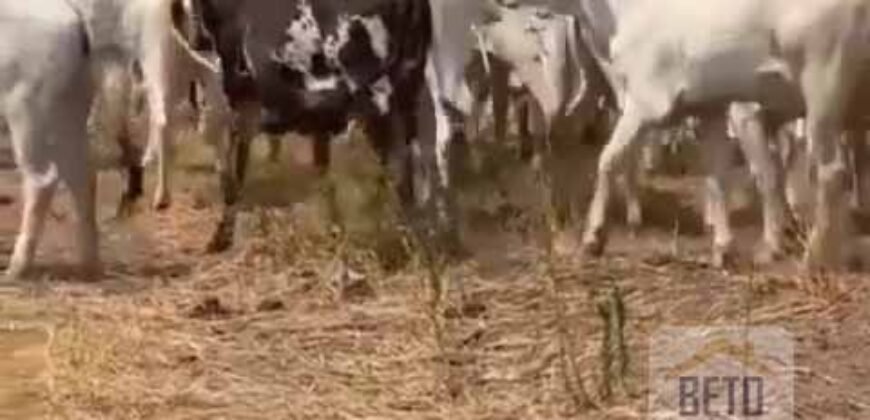 Excelente Fazenda à Venda 681 Alqueires Casa Sede e Pista de Pouso | Pintópolis/ MG Excelente Fazenda à Venda 681 Alqueires Casa Sede e Pista de Pouso | Pintópolis/ MG