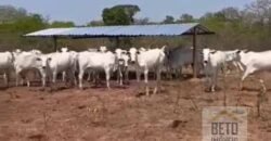 Excelente Fazenda à Venda 681 Alqueires Casa Sede e Pista de Pouso | Pintópolis/ MG Excelente Fazenda à Venda 681 Alqueires Casa Sede e Pista de Pouso | Pintópolis/ MG