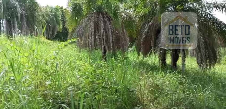 Agronegócio em Goiás: Fazenda à Venda 74 Alqueires Aptidão Diferentes Cultivos | Faina/ GO