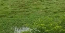 Agronegócio em Goiás: Fazenda à Venda 74 Alqueires Aptidão Diferentes Cultivos | Faina/ GO