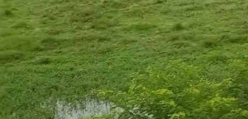 Agronegócio em Goiás: Fazenda à Venda 74 Alqueires Aptidão Diferentes Cultivos | Faina/ GO