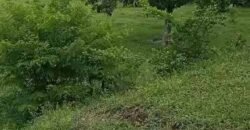 Agronegócio em Goiás: Fazenda à Venda 74 Alqueires Aptidão Diferentes Cultivos | Faina/ GO