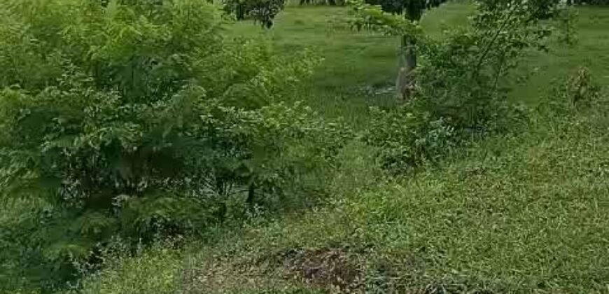 Agronegócio em Goiás: Fazenda à Venda 74 Alqueires Aptidão Diferentes Cultivos | Faina/ GO