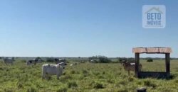 Venda de Fazenda Dupla Aptidão 50 Alqueires – Agricultura e Pecuária | Quissamã/ RJ Venda de Fazenda Dupla Aptidão 50 Alqueires – Agricultura e Pecuária | Quissamã/ RJ