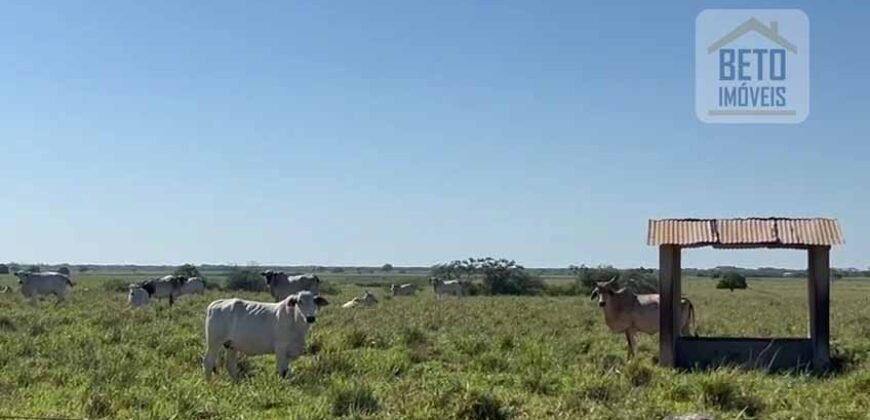 Venda de Fazenda Dupla Aptidão 50 Alqueires – Agricultura e Pecuária | Quissamã/ RJ Venda de Fazenda Dupla Aptidão 50 Alqueires – Agricultura e Pecuária | Quissamã/ RJ