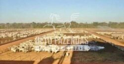 Fazenda Dupla Aptidão 11.829 hectares com Infraestrutura Completa à Venda | Jussara-GO