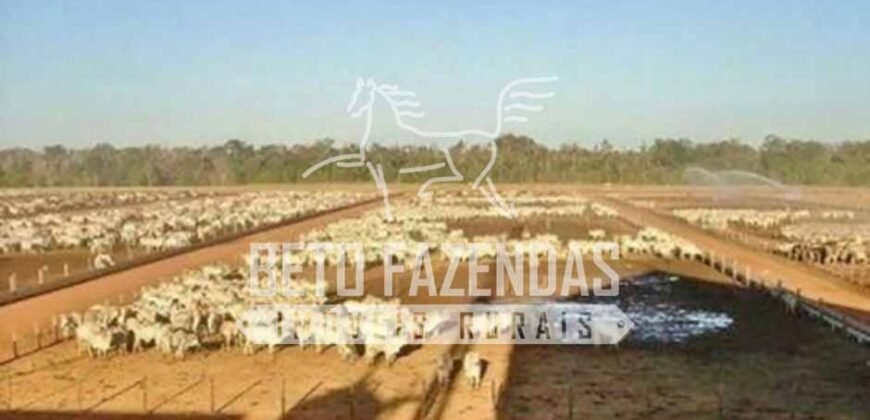 Fazenda Dupla Aptidão 11.829 hectares com Infraestrutura Completa à Venda | Jussara-GO