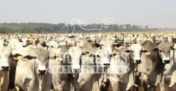 Fazenda Dupla Aptidão 11.829 hectares com Infraestrutura Completa à Venda | Jussara-GO