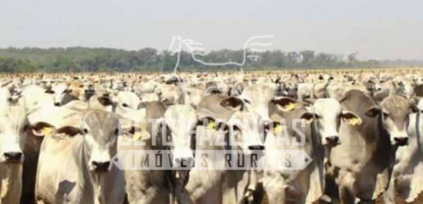 Fazenda Dupla Aptidão 11.829 hectares com Infraestrutura Completa à Venda | Jussara-GO