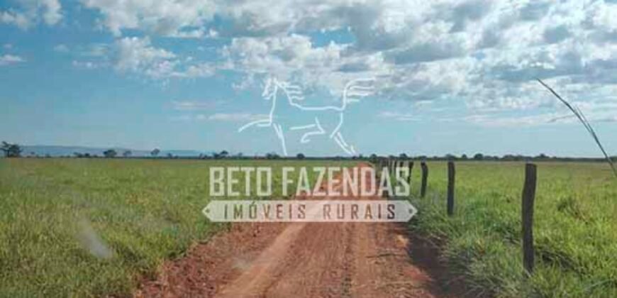 Fazenda à Venda 1.000 Alqueires Infra Completa e Pista de Pouso – Porteira Fechada  | Formosa/GO