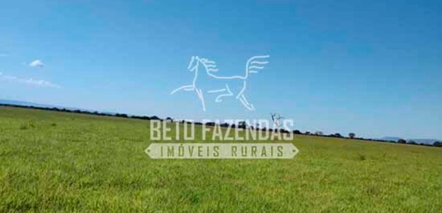 Fazenda à Venda 1.000 Alqueires Infra Completa e Pista de Pouso – Porteira Fechada  | Formosa/GO