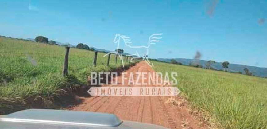 Fazenda à Venda 1.000 Alqueires Infra Completa e Pista de Pouso – Porteira Fechada  | Formosa/GO
