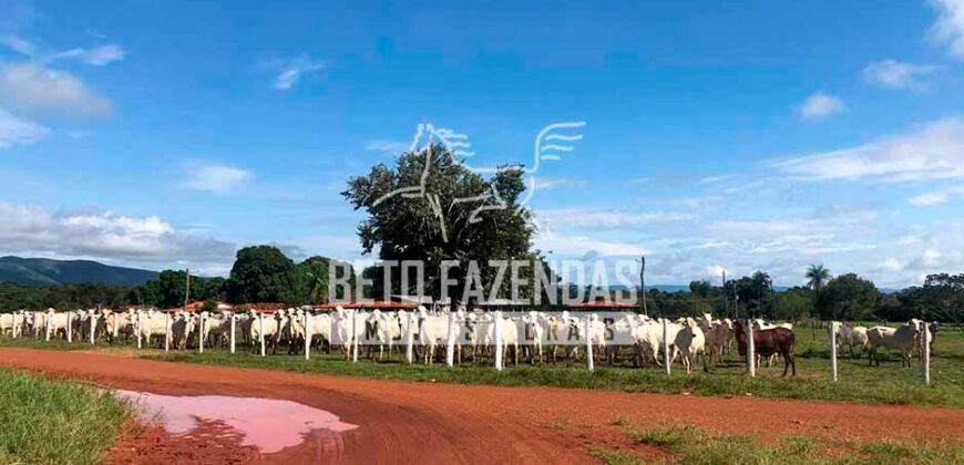 Fazenda à Venda 1.000 Alqueires Infra Completa e Pista de Pouso – Porteira Fechada  | Formosa/GO