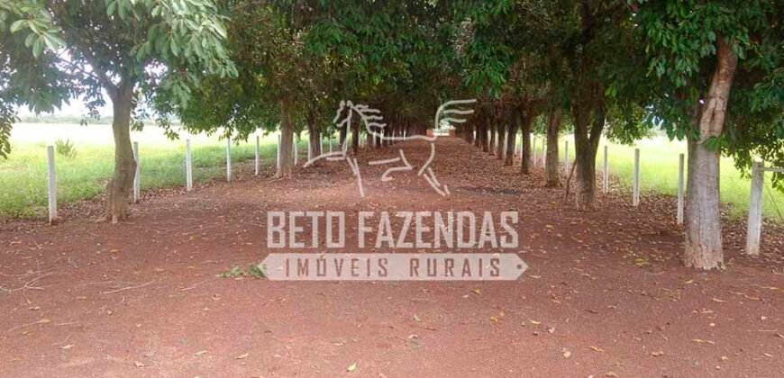 Fazenda à Venda 1.000 Alqueires Infra Completa e Pista de Pouso – Porteira Fechada  | Formosa/GO