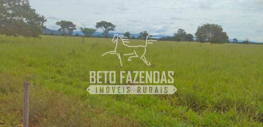 Fazenda à Venda 1.000 Alqueires Infra Completa e Pista de Pouso – Porteira Fechada  | Formosa/GO