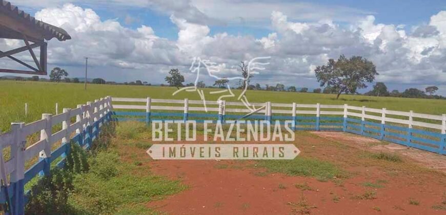 Fazenda à Venda 1.000 Alqueires Infra Completa e Pista de Pouso – Porteira Fechada  | Formosa/GO