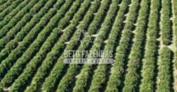 Fazenda de Laranja à Venda 170 Alqueires Infraestrutura Completa | Angatuba/ SP