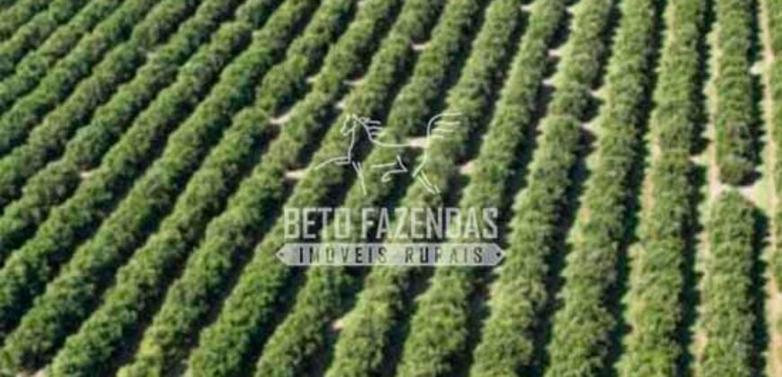 Fazenda de Laranja à Venda 170 Alqueires Infraestrutura Completa | Angatuba/ SP