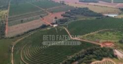 Fazenda de Laranja à Venda 170 Alqueires Infraestrutura Completa | Angatuba/ SP