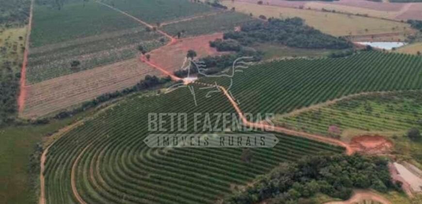 Fazenda de Laranja à Venda 170 Alqueires Infraestrutura Completa | Angatuba/ SP