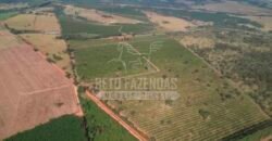 Fazenda de Laranja à Venda 170 Alqueires Infraestrutura Completa | Angatuba/ SP