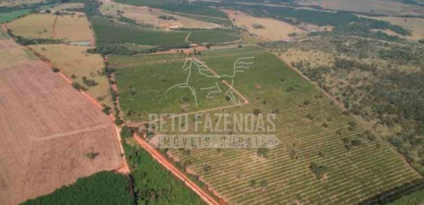Fazenda de Laranja à Venda 170 Alqueires Infraestrutura Completa | Angatuba/ SP