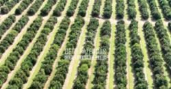 Fazenda de Laranja à Venda 170 Alqueires Infraestrutura Completa | Angatuba/ SP