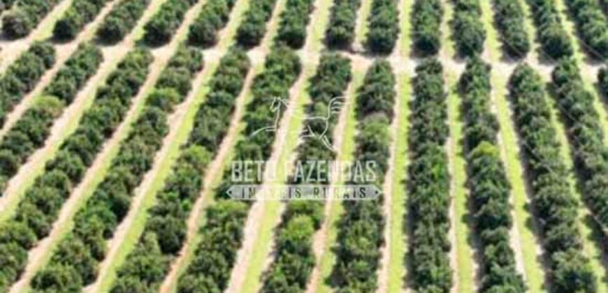 Fazenda de Laranja à Venda 170 Alqueires Infraestrutura Completa | Angatuba/ SP