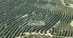 Fazenda de Laranja à Venda 170 Alqueires Infraestrutura Completa | Angatuba/ SP
