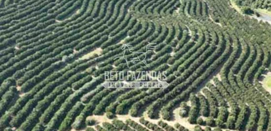 Fazenda de Laranja à Venda 170 Alqueires Infraestrutura Completa | Angatuba/ SP