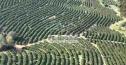 Fazenda de Laranja à Venda 170 Alqueires Infraestrutura Completa | Angatuba/ SP