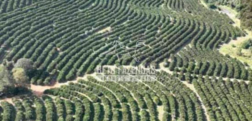 Fazenda de Laranja à Venda 170 Alqueires Infraestrutura Completa | Angatuba/ SP