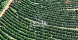 Fazenda de Laranja à Venda 170 Alqueires Infraestrutura Completa | Angatuba/ SP
