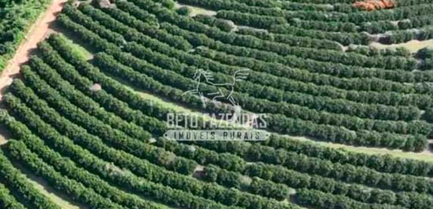 Fazenda de Laranja à Venda 170 Alqueires Infraestrutura Completa | Angatuba/ SP