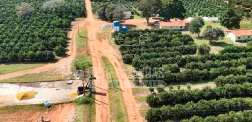 Fazenda de Laranja à Venda 170 Alqueires Infraestrutura Completa | Angatuba/ SP