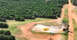 Fazenda de Laranja à Venda 170 Alqueires Infraestrutura Completa | Angatuba/ SP