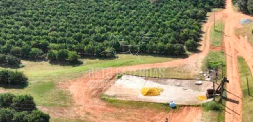 Fazenda de Laranja à Venda 170 Alqueires Infraestrutura Completa | Angatuba/ SP