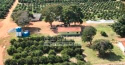 Fazenda de Laranja à Venda 170 Alqueires Infraestrutura Completa | Angatuba/ SP