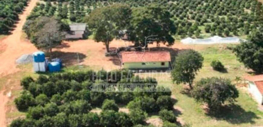 Fazenda de Laranja à Venda 170 Alqueires Infraestrutura Completa | Angatuba/ SP