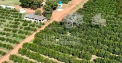 Fazenda de Laranja à Venda 170 Alqueires Infraestrutura Completa | Angatuba/ SP