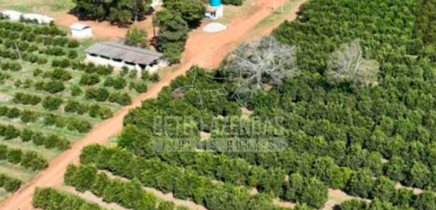 Fazenda de Laranja à Venda 170 Alqueires Infraestrutura Completa | Angatuba/ SP