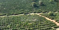 Fazenda de Laranja à Venda 170 Alqueires Infraestrutura Completa | Angatuba/ SP