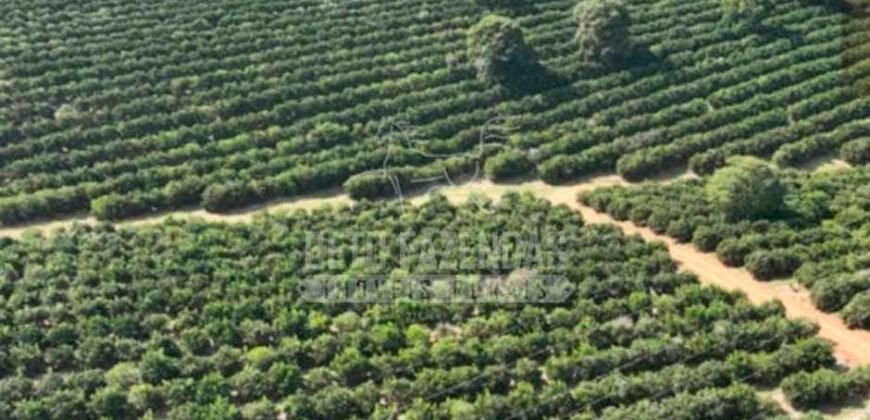 Fazenda de Laranja à Venda 170 Alqueires Infraestrutura Completa | Angatuba/ SP