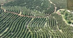 Fazenda de Laranja à Venda 170 Alqueires Infraestrutura Completa | Angatuba/ SP