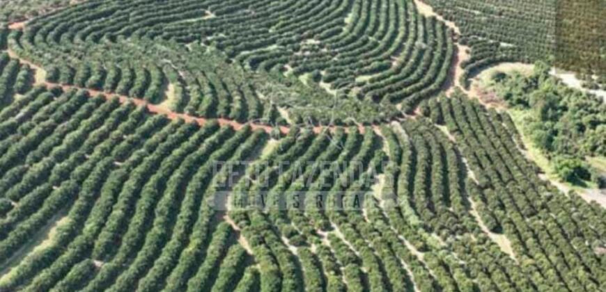 Fazenda de Laranja à Venda 170 Alqueires Infraestrutura Completa | Angatuba/ SP